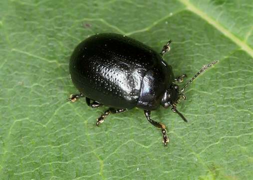 Image of <i>Chrysolina geminata</i>