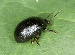 Image of <i>Chrysolina geminata</i>