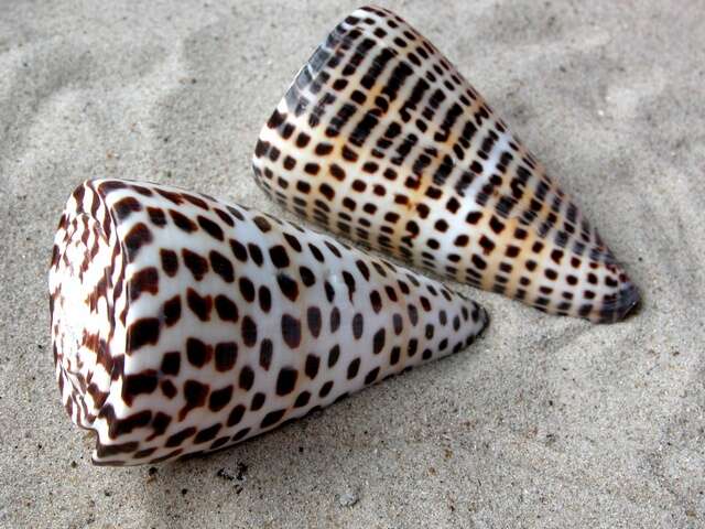 Image of cone snails