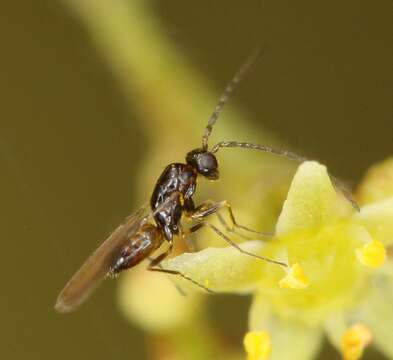 Image of fairyflies