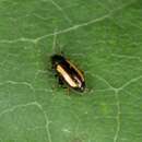 Image of Turnip flea beetle