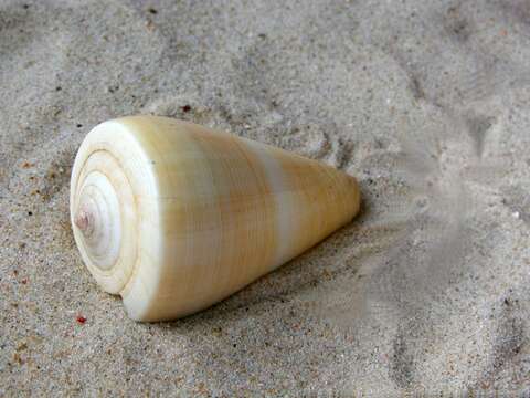 Image of cone snails