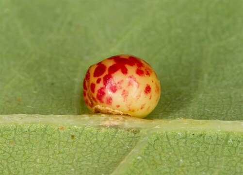 Image of <i>Andricus ostreus</i>