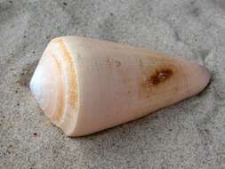 Image of cone snails