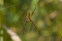 Image of Argiope