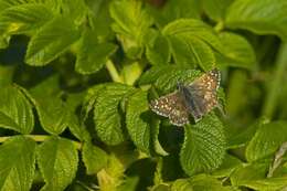 Image of Checkered-Skippers