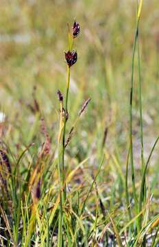 Imagem de Juncus castaneus Sm.