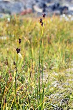 Image of chestnut rush