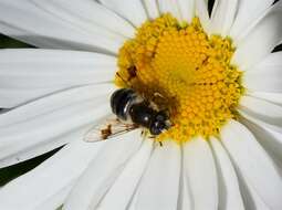 Image of Eristalis rupium Fabricius 1805