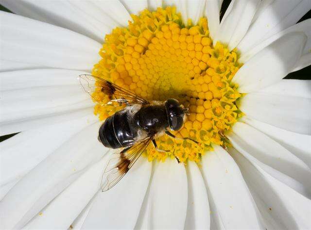 Image of Eristalis rupium Fabricius 1805