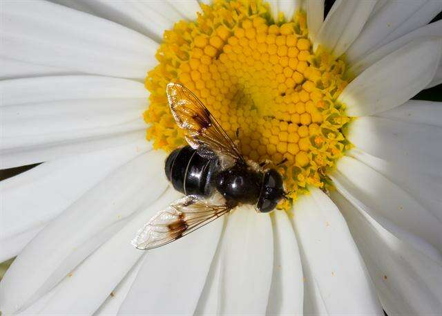 Image of Eristalis rupium Fabricius 1805