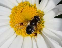 Image of Eristalis rupium Fabricius 1805