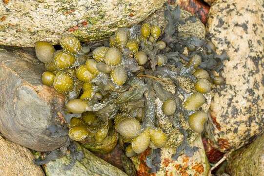 Image of <i>Fucus vesiculosus</i> var. <i>spiralis</i>