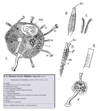 Image of ciliates