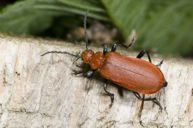 Слика од <i>Pyrochroa serraticornis</i>