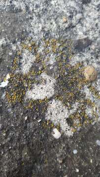 Image of Hidden goldspeck lichen