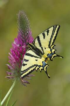 Image of Papilio alexanor Esper 1800