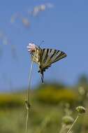 Image of Iphiclides