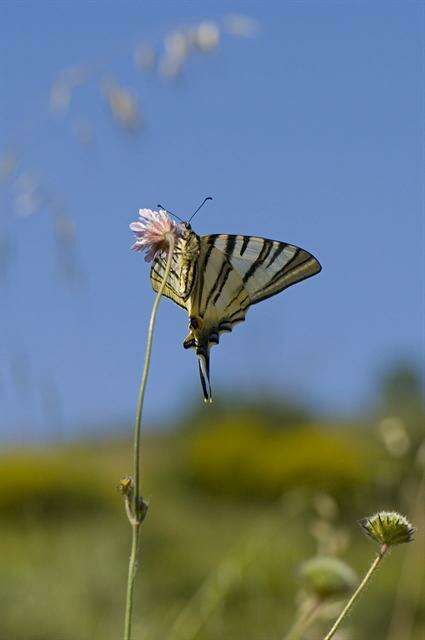 Image of Iphiclides