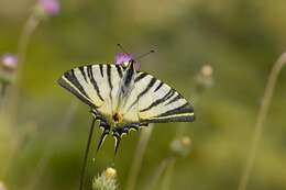 Image of Iphiclides