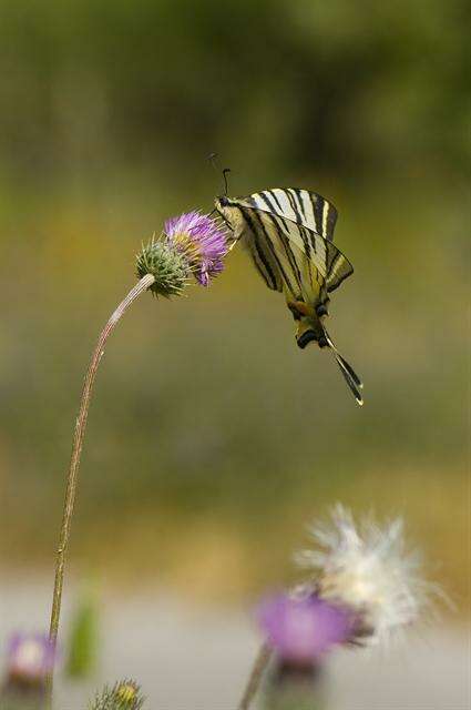 Image of Iphiclides