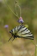 Image of Iphiclides