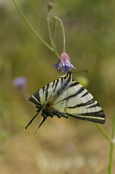 Imagem de Iphiclides