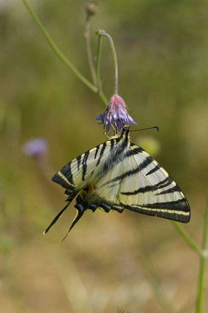 Image of Iphiclides