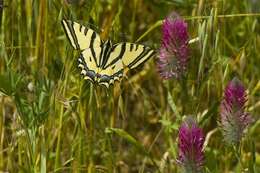 Papilio alexanor Esper 1800 resmi