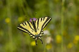 Papilio alexanor Esper 1800 resmi