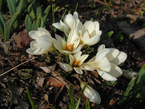 Image of crocus