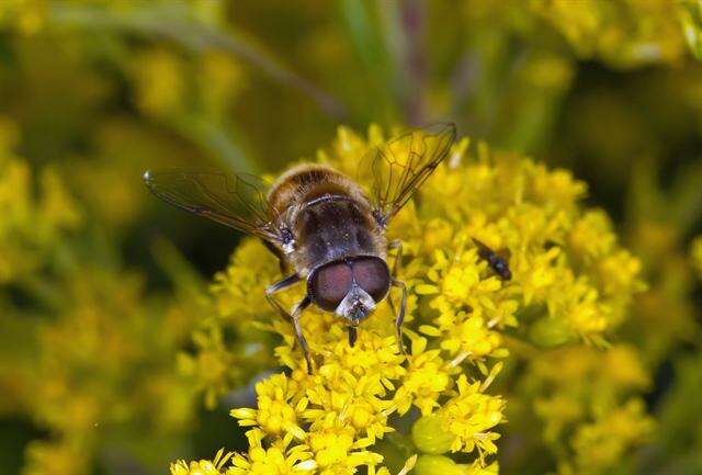 Image of Syrphid fly