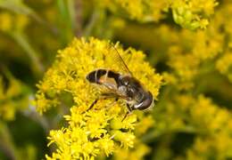 Image of Syrphid fly