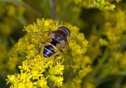 Image of Syrphid fly