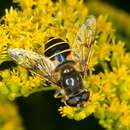 Imagem de Eristalis lineata (Harris 1776)