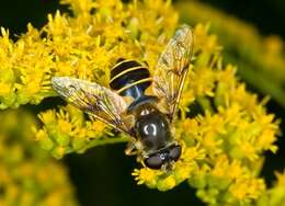 Image of Eristalis lineata (Harris 1776)