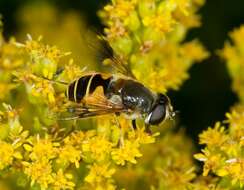 Image of Eristalis lineata (Harris 1776)