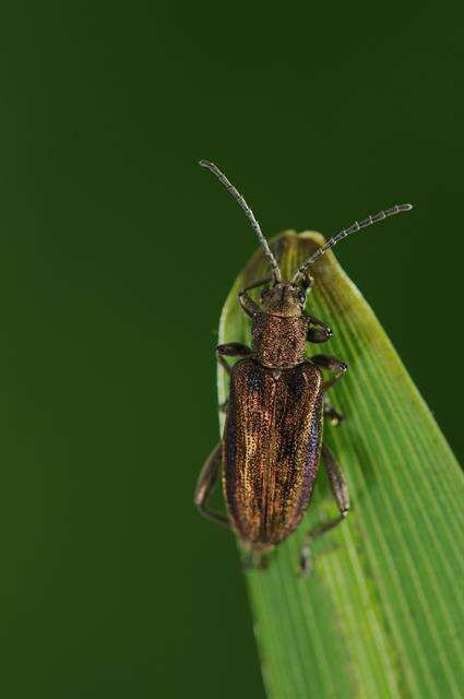 Image of <i>Donacia marginata</i>