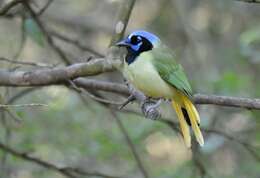 Image of Green Jay