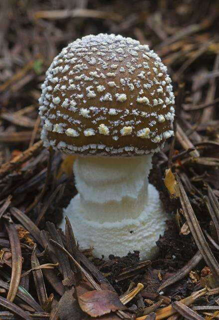 Image of Amanita