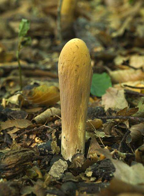 Clavariadelphaceae resmi