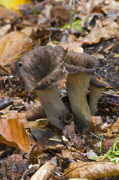 Image of Craterellus