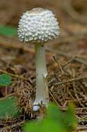 Слика од Leucoagaricus