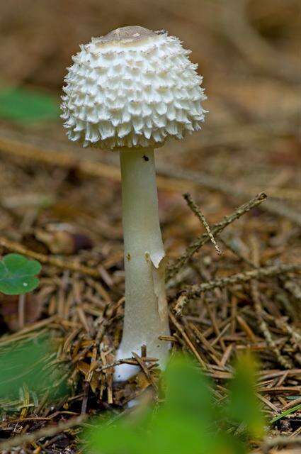 Слика од Leucoagaricus