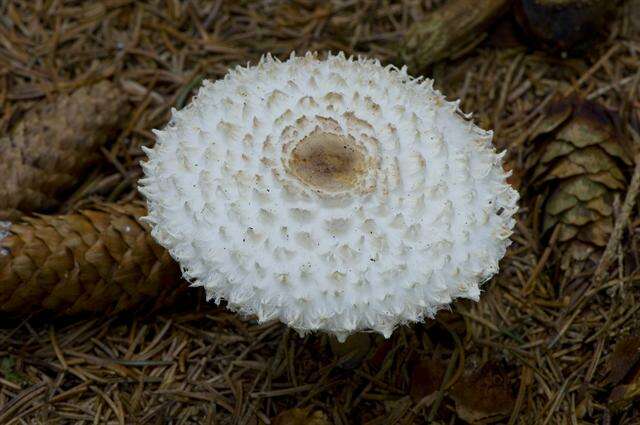 Слика од Leucoagaricus