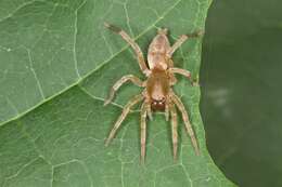 Image of sac spiders