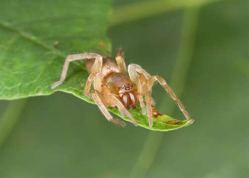 Image of sac spiders