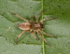 Image of sac spiders