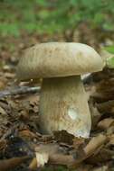 Image of summer cep