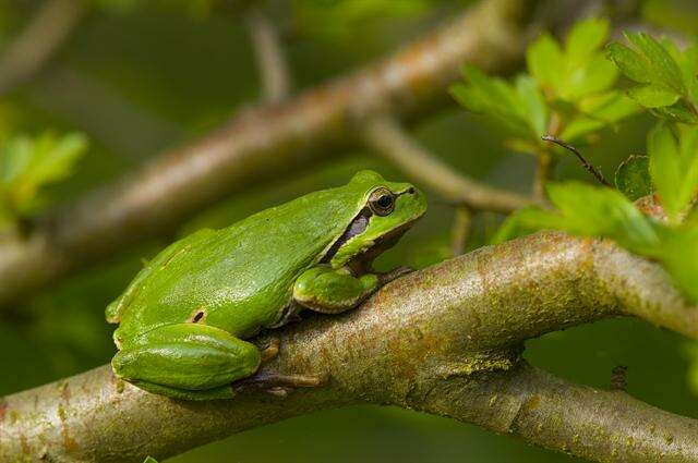 Image of Hyla Laurenti 1768